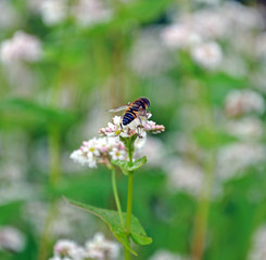 Biene auf Buchweizenblüte