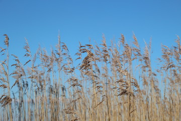 Schilff und Himmel