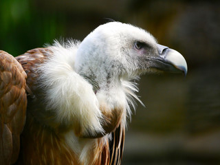 Vautour