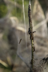 caterpillar if the Yponomeuta moth spinning a net on a tree