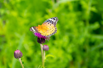 ツマグロヒョウモン　蝶