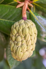  fruit du magnolia 