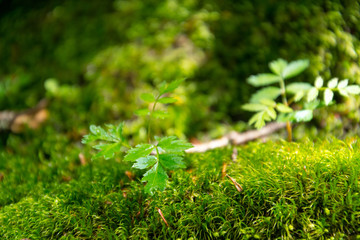 苔　エコロジー