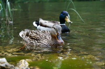 Entenpärchen schwimmt im Wasser
