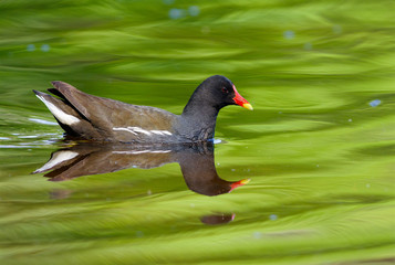 Chicken on a lake in Sweden