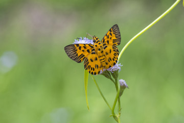 Beautiful butterfly perching on a flower (Zigzag Flat)