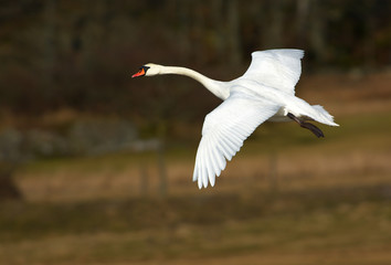 Flying swan in Sweden