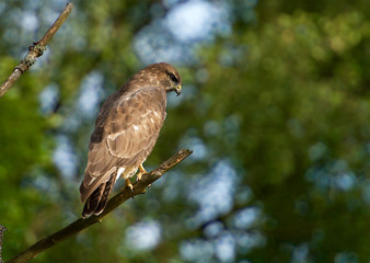 Common Buzzard in Sweden
