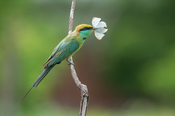 Green Bee-eater Feeding Butterfly, Chennai, Tamil Nadu, India