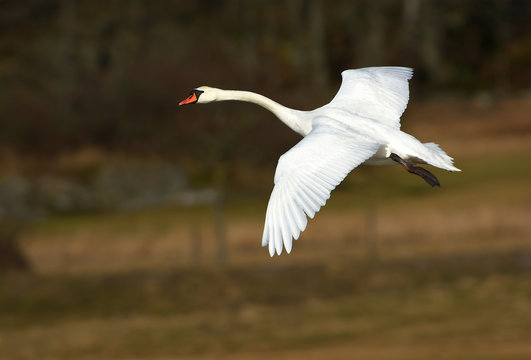 Flying Swan In Sweden