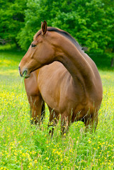 Horse on the west coast in Sweden