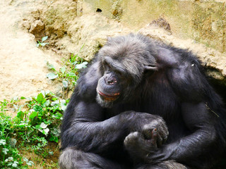 Chimpanzé
