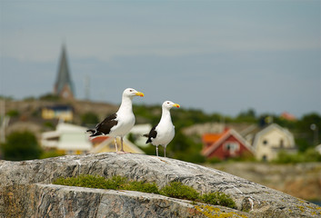 Seagull on the west coast in Sweden