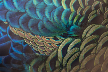 Beautiful peacock feathers (Green peafowl)