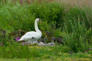 Swan family on the west coast in Sweden