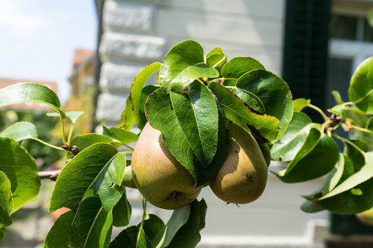 pear pirum hanging from a tree