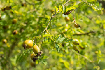 yellow fruits hanging from tree