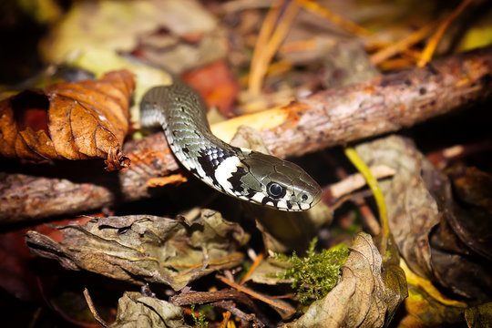 Grass snake or Natrix natrix on forest floor closeup