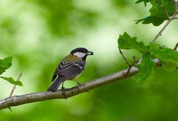 Great tit in Sweden