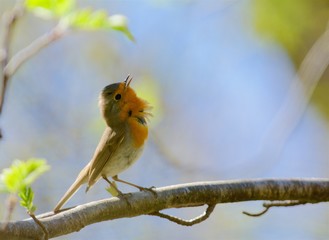 Singing Robin in Sweden