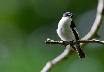 Flycatcher in Sweden