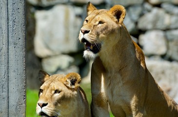 Lions in Sweden