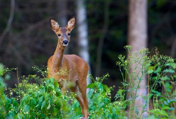 Roe deer in Sweden