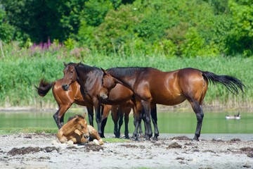 Horses on the west coast in Sweden