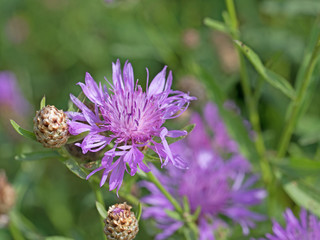 Wiesen-Flockenblume, Centaurea jacea