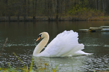 Schwan