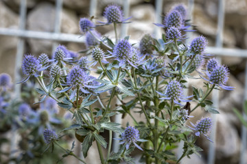 Kleiner Mannstreu (Eryngium planum)