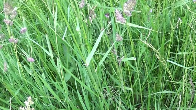 Cocksfoot Dactylis glomerata green grass in summer field motion vertical panorama camera shutting footage with steadicam