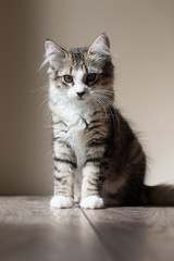 Tabby kitten on top of a wooden table
