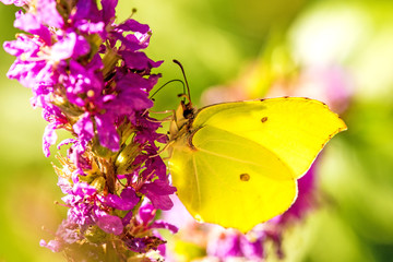 Fototapeta premium Motyl siarkowy na fioletowym krześle