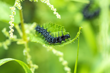 Raupe des Tagpfauenauge