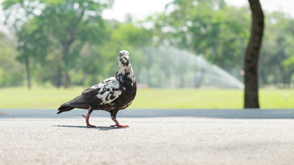 Birds walk in the park