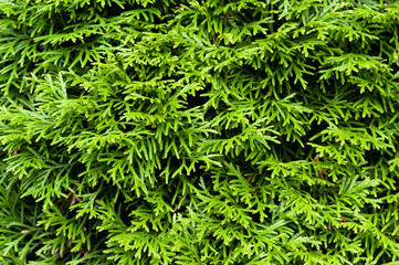 Green hedge of thuja (cypress, juniper) on summer sunlight closeup. Green natural textured background.