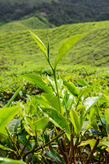 Cameron Highlands Tea Estate