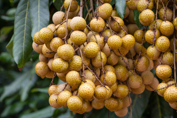 Longan fruit, bunches of longan, delicious tropical fruit, soapberry family 