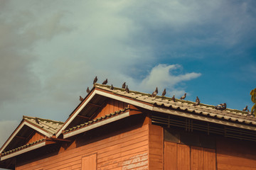 Many grey Pigeons Sitting on the Roof on a Sunny Day. vintage tone.