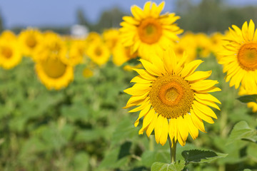 yellow field of sunflowers