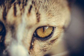 Closeup of cat eyes, cat face and look at the camera.