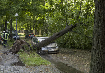 Tree fallen on a car after a storm