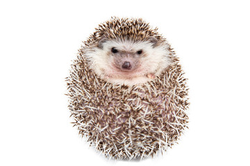 Hedgehog isolated on the White Background