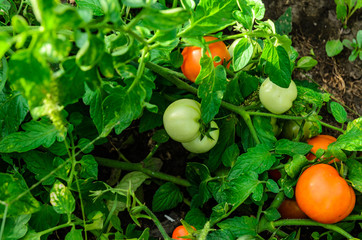 Ripe and unripe tomatoes in garden