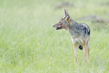 Black backed jackal (Canis mesomelas) standing on savanna, Masai Mara National Reserve, Kenya