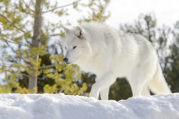Gray timber wolf (Canis lupus), walking in snow.
