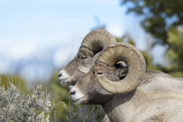 Bighorn Sheep (Ovis canadensis) male, ram, portrait, Yellowstone national park, Wyoming Montana, USA.