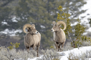 Two Bighorn Sheep (Ovis canadensis) male, ram, standing in snow, Yellowstone national park, Wyoming Montana, USA.