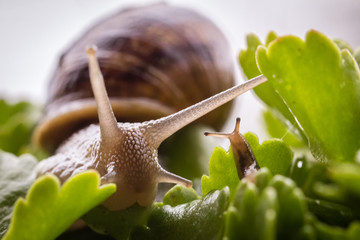 snail in closeup